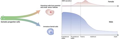 Clinical Applications Of Serum Anti Müllerian Hormone Measurements In