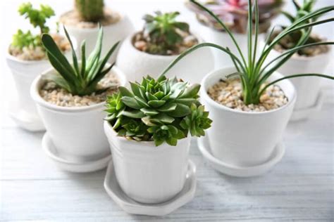 Feng Shui Money Plants That Attract Wealth Energy To Your Home