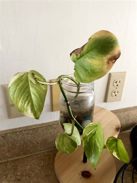 Brown Spots On Pothos Leaves 7 Causes And Solutions