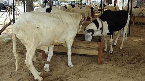 F Te De L A D El K Bir La Mauritanie Va Fournir Moutons De