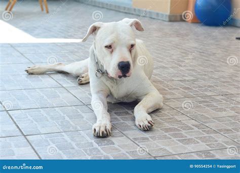 White Dog Dogo Argentino Argentine Mastiff Stock Photo Image Of