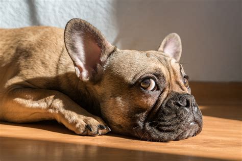 Whats The Best French Bulldog Nose Butter Here Are The Options