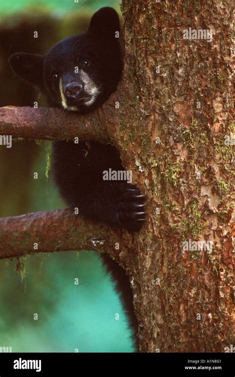 Black Bear Ursus Americanus Spring Cub In A Tree Along Anan Creek