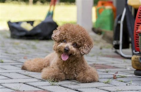 Toy Poodle Dog Breed | BeChewy