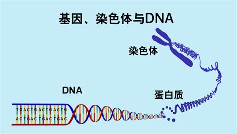 基因染色体与DNA 中国数字科技馆