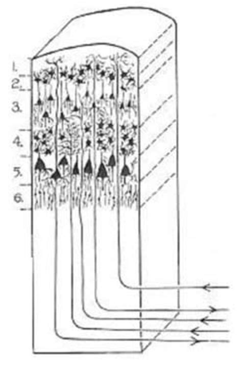 1: Schematic drawing of the cortical layers, courtesy of K. Gibson.... | Download Scientific Diagram