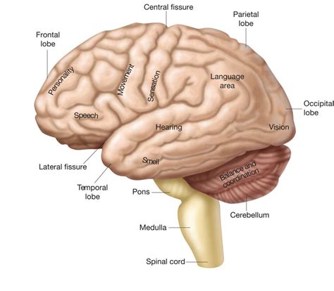 The Cerebrum Occipital Lobe Frontal Lobe Occipital