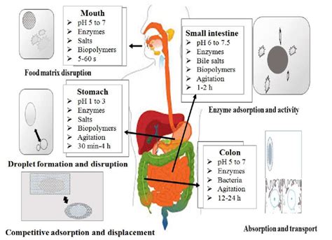 Schematic Diagram Of The Human Digestive System And The Various