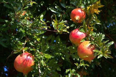 Pomegranate Pests Diseases And Control Methods Agri Farming