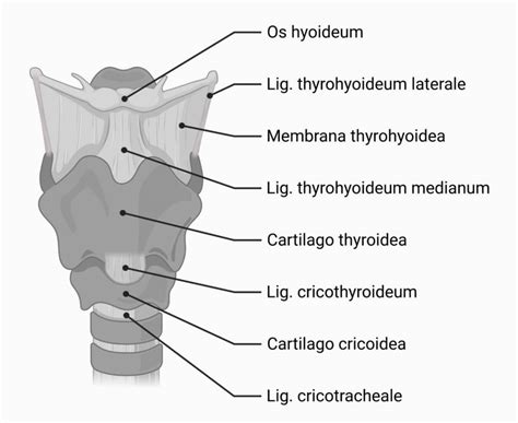 Ligamentum cricotracheale - DocCheck Flexikon