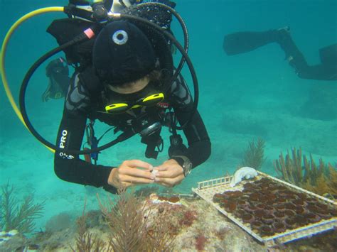 Conservation - Florida's Coral Reef