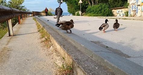 Petel.bg - новини - 4 важни патки завзеха алеята на Топлата вода във Варна