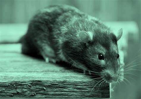 Rat Vs. Mouse: Is There A Difference Between Mice & Rats? | Dictionary.com