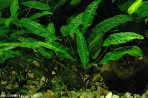 Cryptocoryne affinis kryptokoryna červená