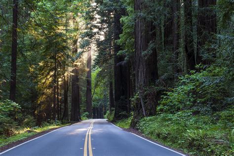 Avenue of the Giants | Redwoods State Park | Benbow Historic Inn