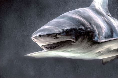 10 Deadliest Sharks Planet Deadly