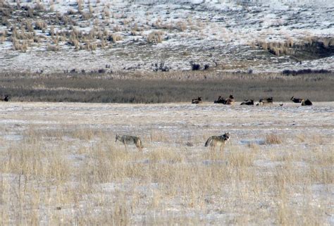 A Pair On The Prowl Two Coyotes Make Their Way Across A Fi Flickr