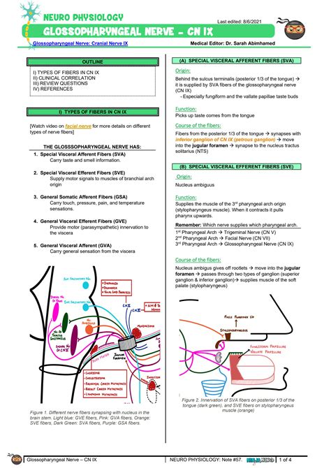 Solution Neurology Physiology Glossopharyngeal Nerve Cranial Nerve