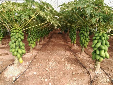 Claves para producir papaya con éxito en España Horticultura