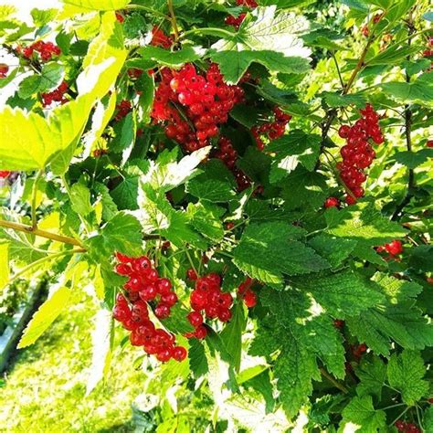 Beeren aus dem eigenen Garten sind immer eine Sünde wert Garten