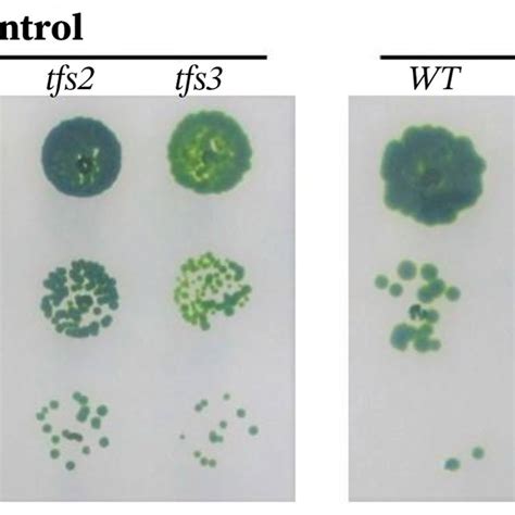 Simplified Growth Phenotype Of Wild Type Wt And Tfs Mutants Of C