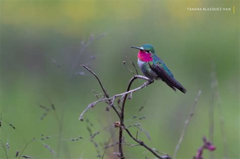 Revistanatgeo On Twitter Estas Tres Especies De Aves Est N Presentes