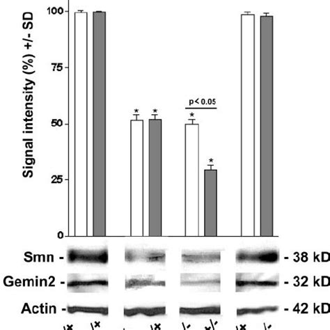 Quanti Fi Cation Of The Gemin And Smn Protein Levels In Spinal Cord Of