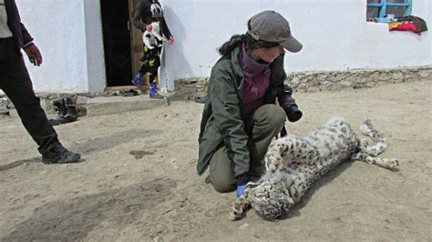 Snow Leopards Numbers Decline Due To Retaliation Bbc News