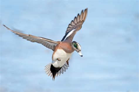 American Wigeon | Audubon Field Guide