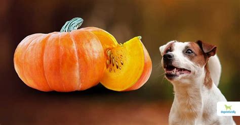 Health Benefits Of Pumpkin For Dogs Dogs Naturally