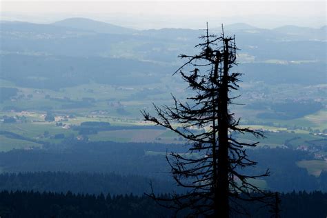 Gratis Billeder Landskab Tr Natur Skov Demark Bjerg Himmel