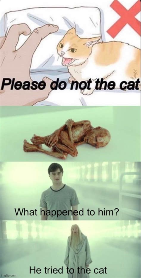 Please Do Not The Cat Imgflip