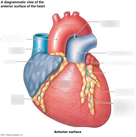 A P 2 Lab Heart Exterior Diagram Diagram Quizlet