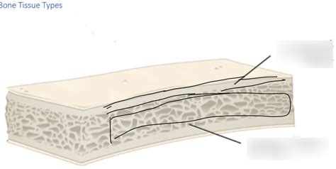 Bone Tissue Types Diagram | Quizlet