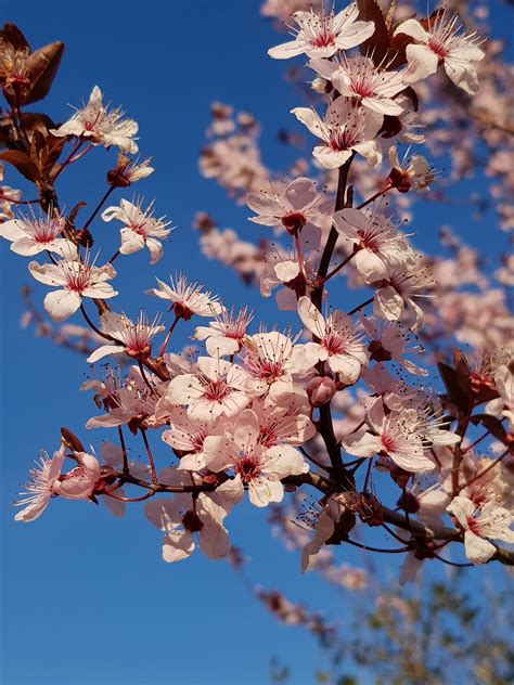 Kwiaty Wiśni Sakura Darmowe zdjęcie na Pixabay