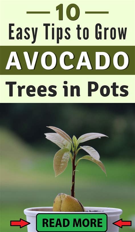 Easy Tips To Grow Avocado In Pots Huerto Casero Jardiner A