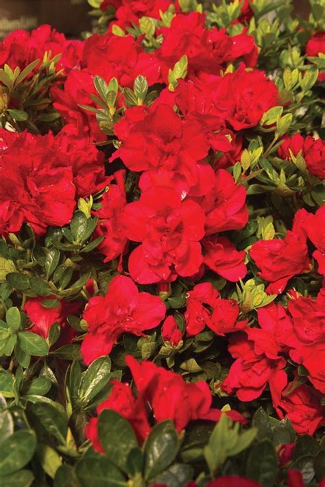 How To Prune Encore Azaleas Artofit