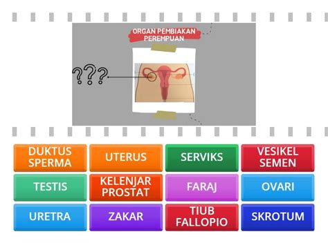 ORGAN PEMBIAKAN MANUSIA Find The Match