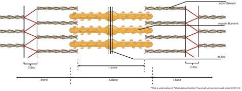 Draw A Relaxed And A Contracted Sarcomere Below Label The Z Quizlet