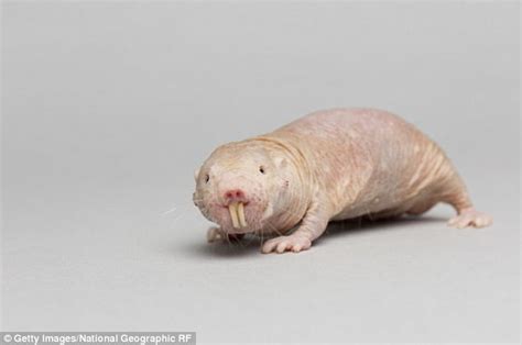 Naked Mole Rat Found To Be Able To Survive For 18 Minutes Daily Mail Online