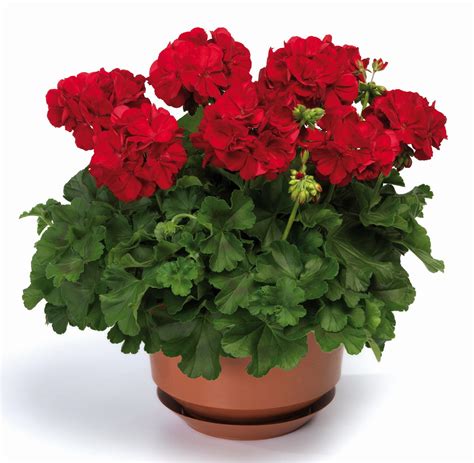 Heart Geranium Calliope ® Dark Red Geraniums Red Geraniums