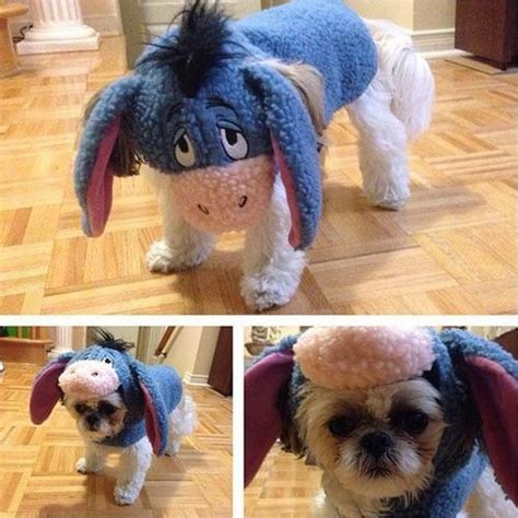 17 Costumes That Prove Shih Tzus Always Win At Halloween