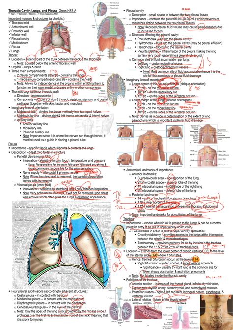 SOLUTION Thoracic Cavity Lungs And Pleura Studypool