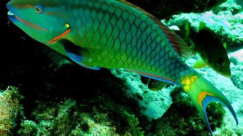 Healthy Coral Reefs Require Protection For Species Such As Parrot Fish