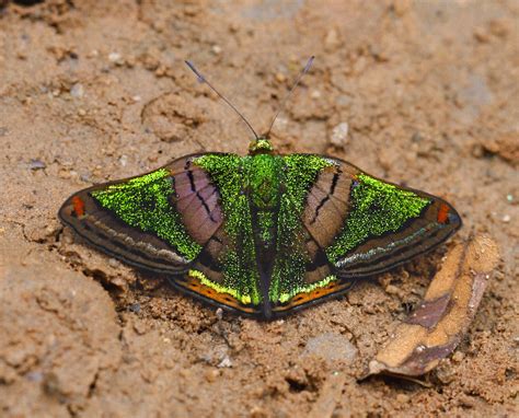 The Green Mantle Butterfly Appears to be Forged Entirely of Precious ...