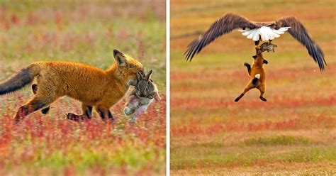 Photographer Captures Eagle and Fox Fighting Over Rabbit in Midair. Who ...