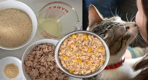 Recettes Pour Chats Base De Poisson D Licieux