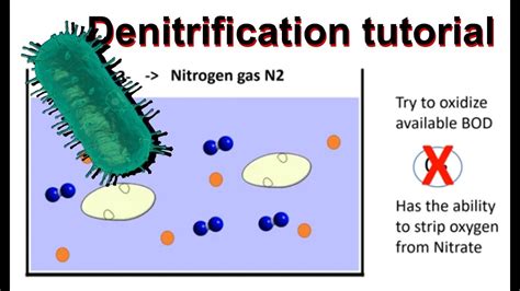 Anaerobic Respiration Bacteria