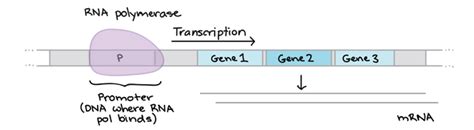 Operon structure question! : r/Mcat