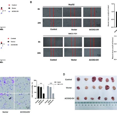 Acox2 Overexpression Inhibits Liver Cancer Cell Proliferation And